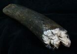 Partial Woolly Mammoth Tusk - #4420-3